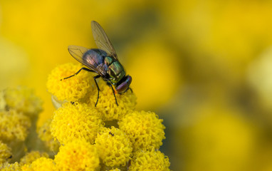 Mosca
