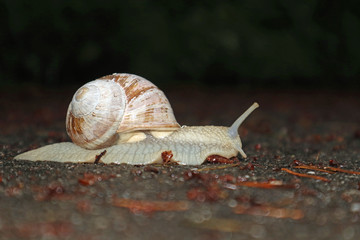 Weinbergschnecke im Wald