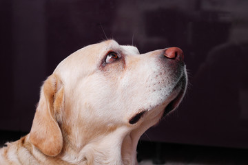 side view of golden labrador retriever face looking up