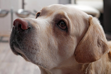 closeup of golden labrador retriever face