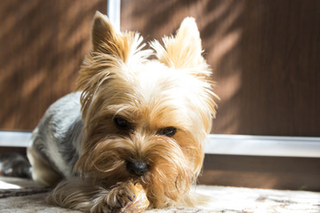 Yorkshire Terrier at home