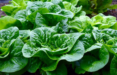 Heads of Lettuce in the Edible Garden