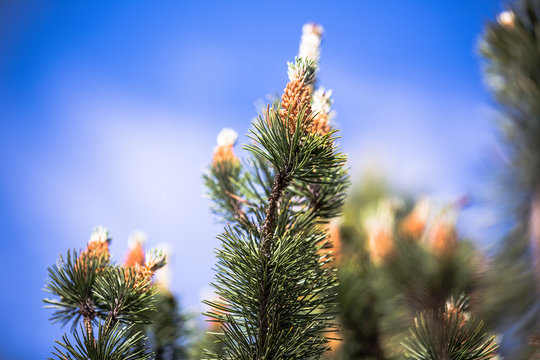 A pine branch, with blooming pine cones, under the blue sky on a synny summer day.