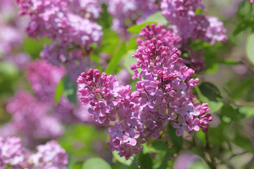 Obraz premium Syringa vulgaris Flower