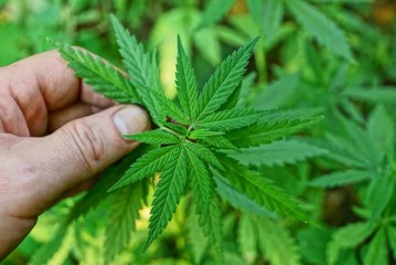 fingers holding green cannabis leaves on a bush