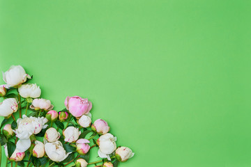 White and pink peonies on green background. Holiday background, copy space, top view
