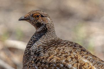 Partridge