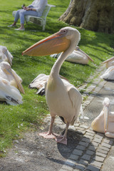 Pelikan in the Park