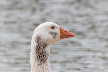 ganso no parque das águas em São Lourenço-MG