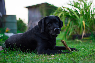 Dog, breeding, pet, animal, black, retriever, Labrador, domestic, hobby,