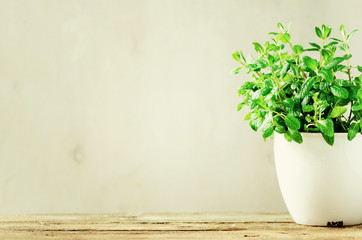 Green fresh aromatic herb melissa, mint in white pot on wooden background. Banner. Copyspace