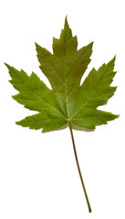 Maple leaf 
