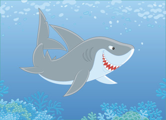 Grey reef shark swimming over a coral reef in blue water of a tropical sea, vector illustration in a cartoon style