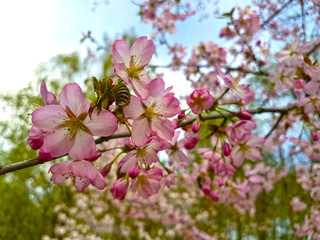 Fototapeta premium Sakura blossoms. Selective focus.