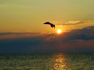 Fototapeta na wymiar Bird silhouette against sunset