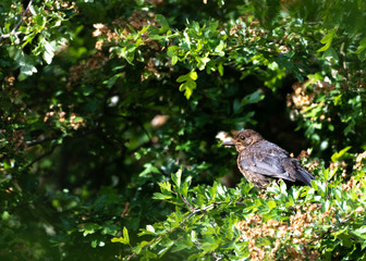 Fledgling Blackbird