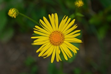 a yellow bud of a large flower in the garden
