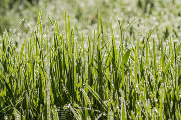 Morning dew in the rays of the rising sun on the  grass.