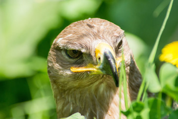 Portret orła przedniego