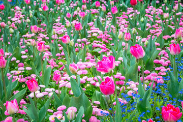 Flowerbed of magenta tulips among of blue flowers.