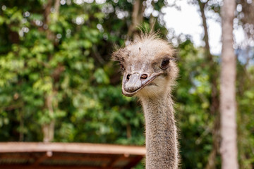 Ostrich, looking at the camera