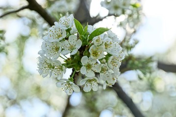 white small cherry flowers on a branch of a tree
