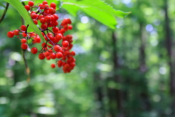 Red berries of viburnum on the background of the forest