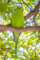 Periquito verde