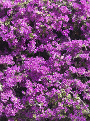 Fototapeta premium Beautiful flower background