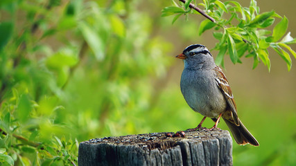 Crowned Sparrow