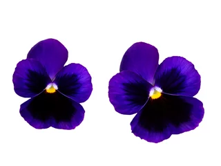  Pair of violets flowers isolated, pansy © Freesia