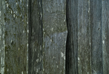 background of old wooden boards, concept of natural textures in the wild, closeup, copy space,