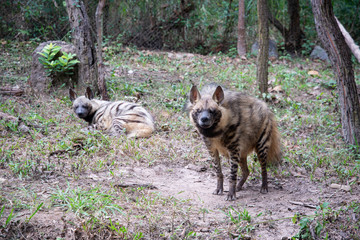 Striped hyena