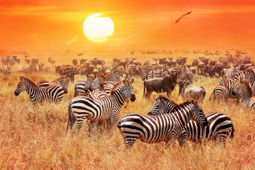 Fototapeta na wymiar Herd of wild zebras and wildebeest in the African savanna against a beautiful orange sunset. The wild nature of Tanzania. Artistic natural image.