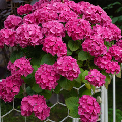 Purple hydrangea in a vintage pot, isolated