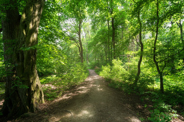 Obraz premium Magiczna leśna ścieżka