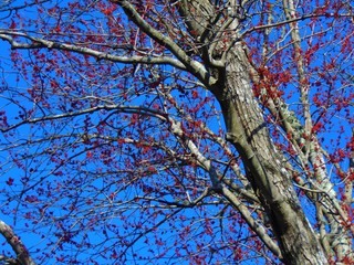Obraz premium Tree Against Sky