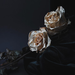 Two dried white roses on gray background with dark velvet draping