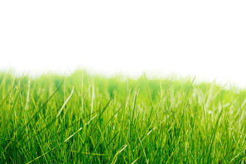 Fresh green grass