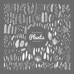 Plants, leaves.