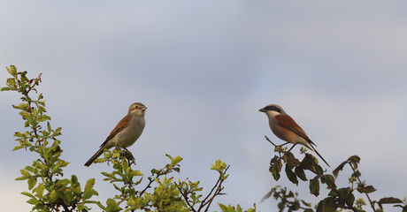 A friendly family of Shrike are sitting on branches against a blue sky..
