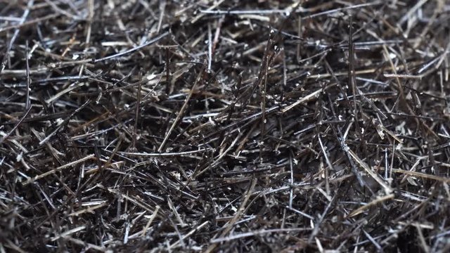 4k Rotation Of The Small Hairs Background