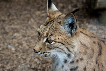 Lynx animal close up head only