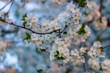 Fototapeta premium the fruit tree blooms in white under a bright sun