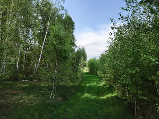 Birch grove in the spring.