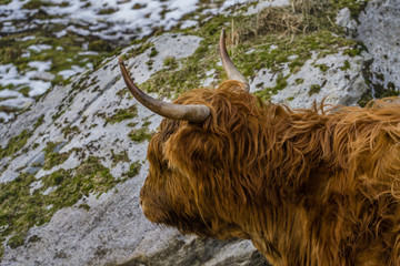 Cow