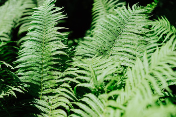 Group of green fern leaves in sun light in a forest on black background