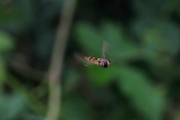 Schwebfliege schwebend - Stockfoto