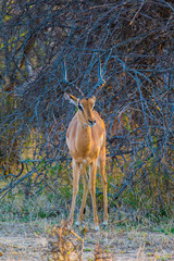 Gacela en safari africano