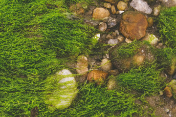 Background of stones and green grass / From above different-sized pebbles placed in fresh green grass on the beach. Texture made with elements of nature to raise awareness about the environment.